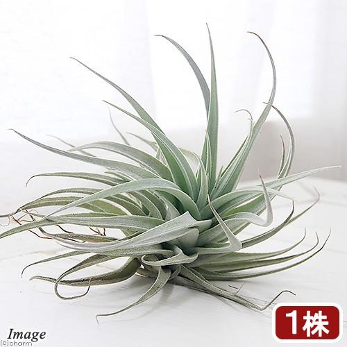 （観葉植物）エアープランツ　チランジア　レクルビフォリア　サブセクンディフォリア（１株）