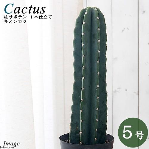 多肉植物）サボテン セレウス 鬼面角（キメンカク） 1本仕立て 5号