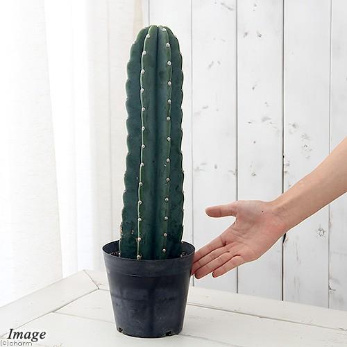 多肉植物）サボテン セレウス 鬼面角（キメンカク） 1本仕立て 5号