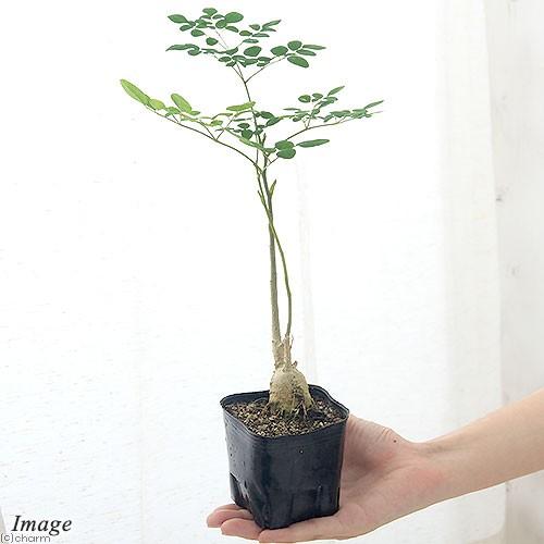 観葉植物 モリンガ オレイフェラ わさびの木 苗木 ３号 １鉢 チャーム Charm Paypayモール店 通販 Paypayモール