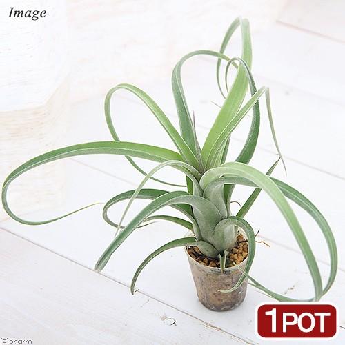 チャーム（charm） （観葉植物）エアープランツ チランジア カーリー