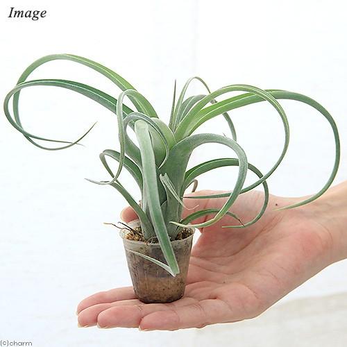 チャーム（charm） （観葉植物）エアープランツ チランジア カーリー