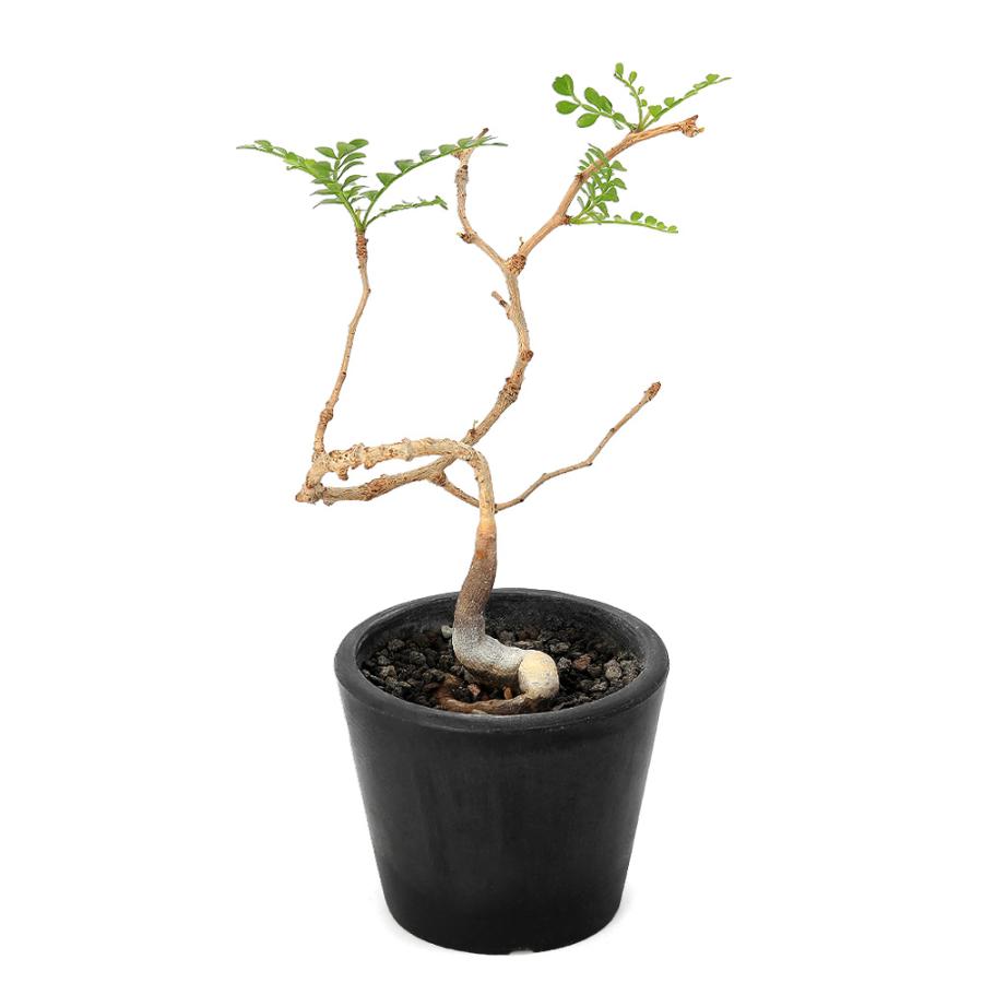 チャーム(ペット) (観葉植物)一点物 オペルクリカリア チャーム(ペット) (観葉植物)一点物 オペルクリカリア