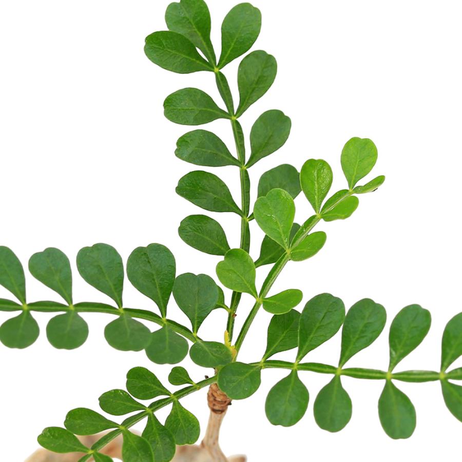 チャーム(ペット) (観葉植物)一点物 オペルクリカリア チャーム(ペット) (観葉植物)一点物 オペルクリカリア