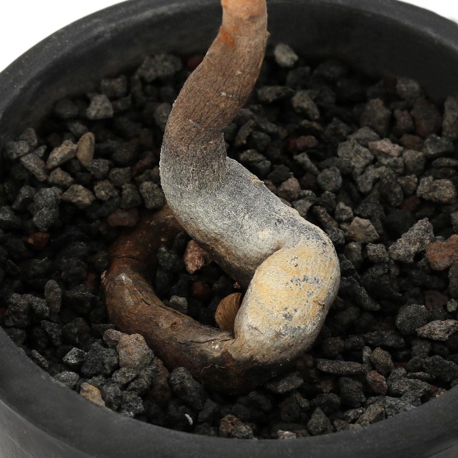 チャーム(ペット) (観葉植物)一点物 オペルクリカリア チャーム(ペット) (観葉植物)一点物 オペルクリカリア