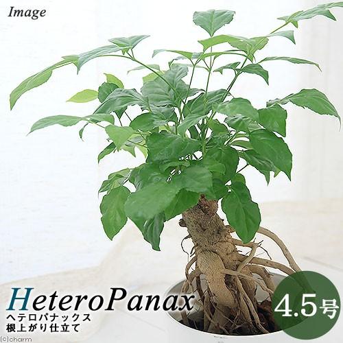 観葉植物 ヘテロパナックス 根上がり仕立て ４ ５ ５号 １鉢 Blog