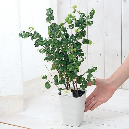 チャーム（ペット） （観葉植物）フィカス ベンジャミン バロック 3号