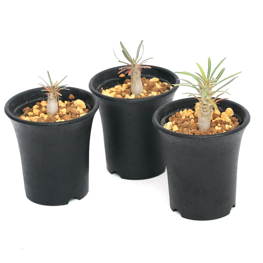 チャーム(ペット) (観葉植物)パキポディウム グラキリス S チャーム(ペット) (観葉植物)パキポディウム グラキリス S
