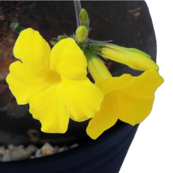 チャーム(ペット) (観葉植物)パキポディウム グラキリス S チャーム(ペット) (観葉植物)パキポディウム グラキリス S