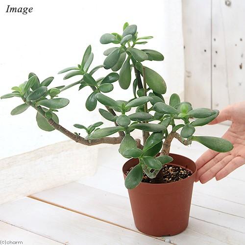 観葉植物 クラッスラ オバタ 挿し木苗 ヴィンテージフォーム ４号 １鉢 チャーム Charm Paypayモール店 通販 Paypayモール