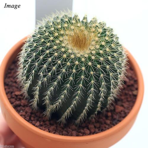 観葉植物 素焼鉢 オリジナル サボテン エリオカクタス ３号 ワラシー １鉢