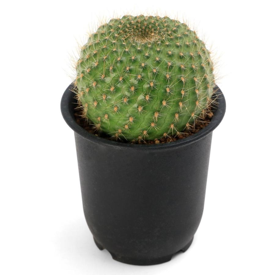 多肉植物）サボテン レブチア 宝山（ホウザン） 3号（1鉢