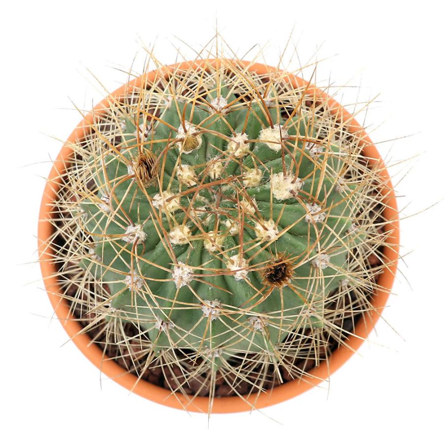 観葉植物 素焼鉢 サボテン アカントカリキウム 紫盛丸 シセイマル ３号 １鉢 北海道冬季発送不可 チャーム Charm ヤフー店 通販 Yahoo ショッピング