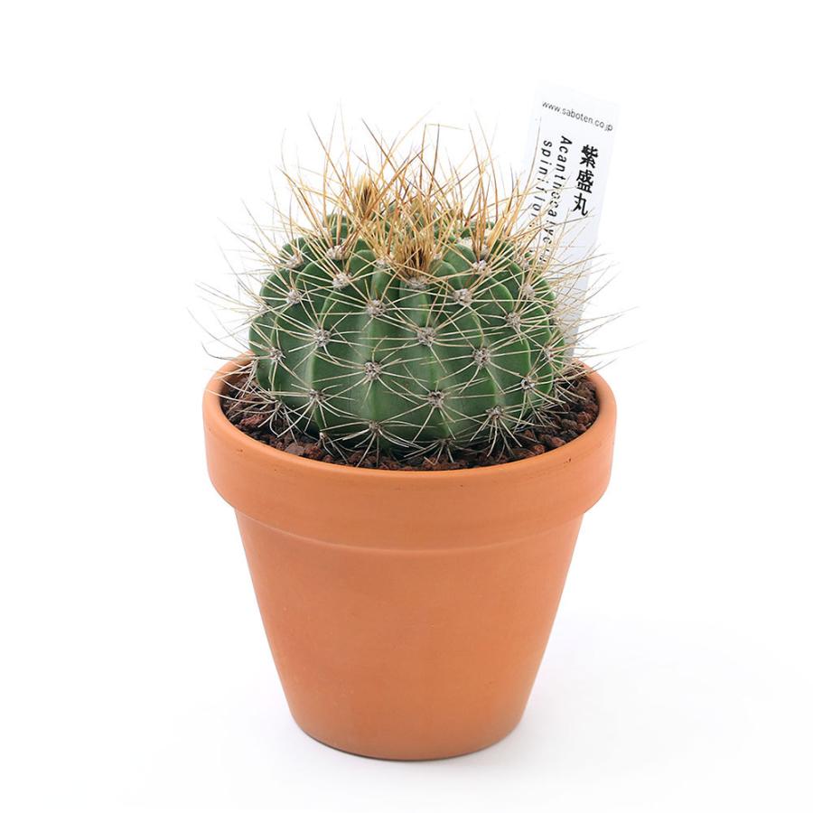 観葉植物 素焼鉢 サボテン アカントカリキウム 紫盛丸 シセイマル ３号 １鉢 北海道冬季発送不可 チャーム Charm ヤフー店 通販 Yahoo ショッピング