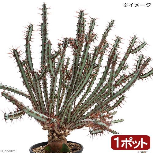 観葉植物 ユーフォルビア アエルギノーサ 接ぎ木 ４号 １鉢 沖縄別途送料 チャーム Charm Paypayモール店 通販 Paypayモール