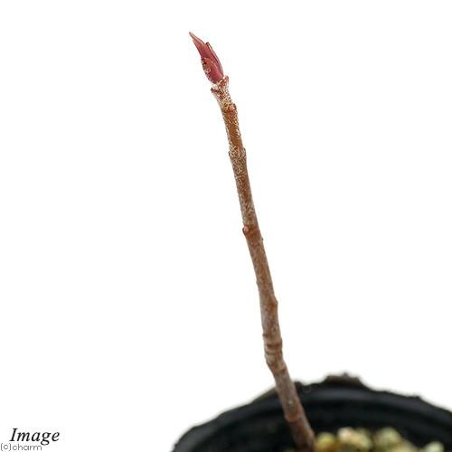 すべての花の画像 Hd限定カマツカ 植物 育て方
