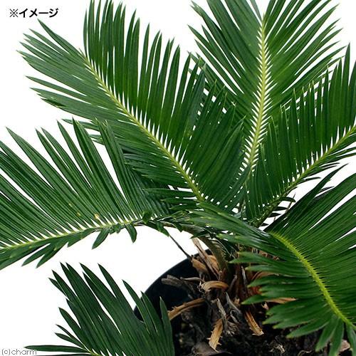 観葉植物 サイカス ソテツ 蘇鉄 ５号 １鉢 Sonicacts Com