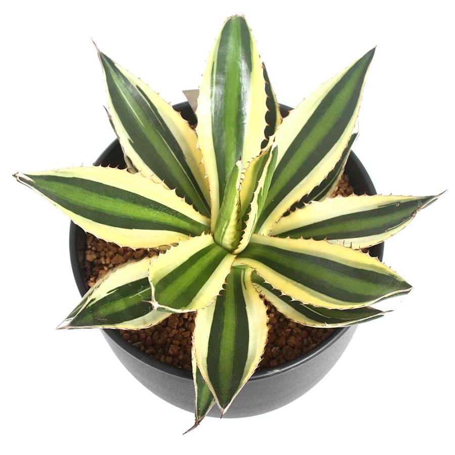 チャーム(ペット) (多肉植物)アガベ ロファンサ 五色万代 チャーム(ペット) (多肉植物)アガベ ロファンサ 五色万代