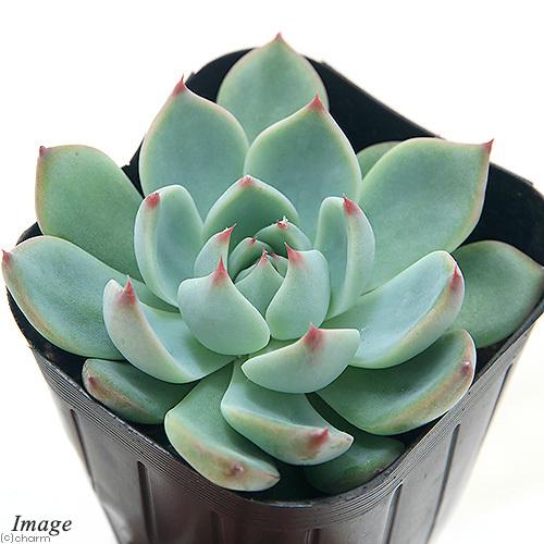 多肉植物 ミニ桃太郎♡ 抜き苗！ 1号プラ鉢付き！ 【公式通販】