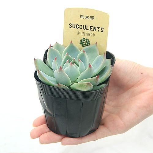 チャーム(ペット) (多肉植物)エケベリア 桃太郎 2.5〜3 チャーム(ペット) (多肉植物)エケベリア 桃太郎 2.5〜3