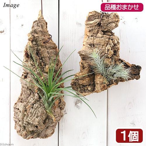 観葉植物 バージンコルクプランツ おまかせエアープランツ 12月スーパーsale 北海道冬季発送不可1 060円 １個