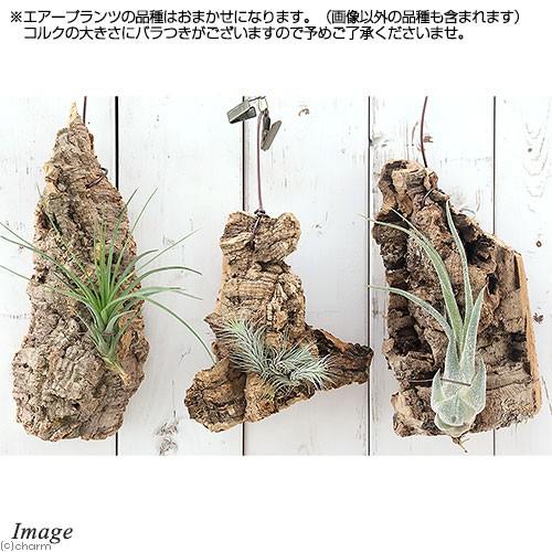 チャーム（charm） （観葉植物）バージンコルクプランツ おまかせ