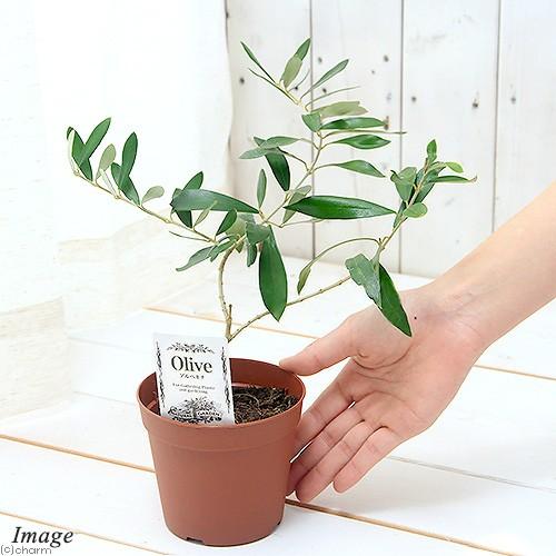 チャーム（ペット） （観葉植物）果樹苗 オリーブの木