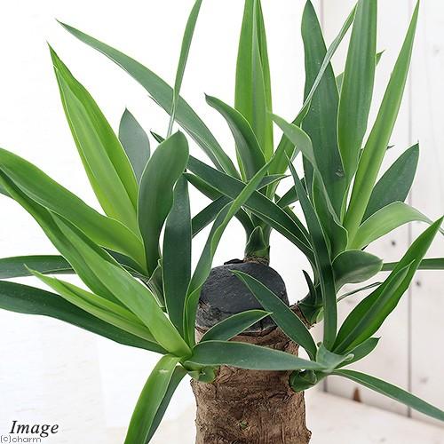人気が高い 観葉植物 ユッカ エレファンティペス マヤツリー ９号 １鉢 沖縄別途送料 北海道冬季発送 大特価アウトレット R4urealtygroup Com
