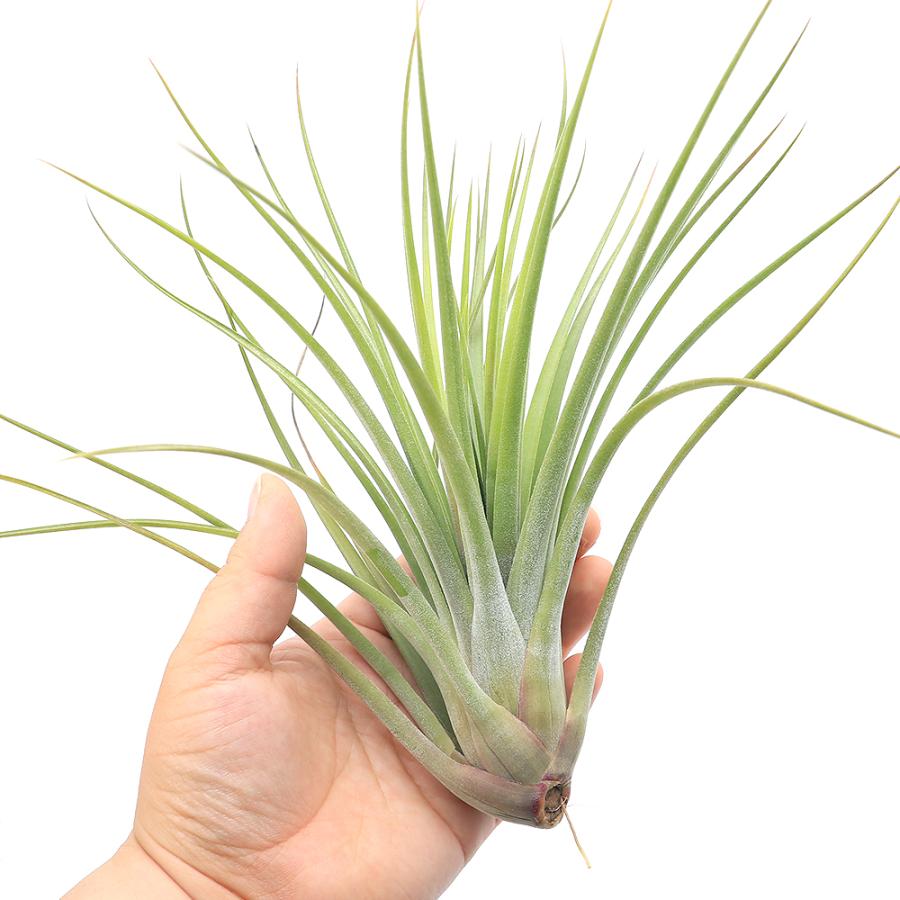 チャーム（charm） （観葉植物）エアープランツ チランジア ニドゥス
