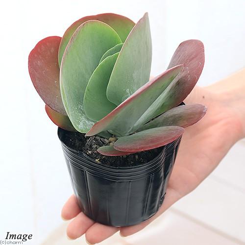 チャーム（charm） （多肉植物）カランコエ デザートローズ 3〜3．5