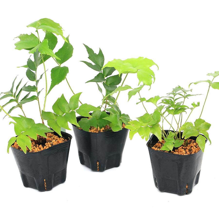 チャーム（charm） （山野草）シダ（羊歯）オニヤブソテツ（鬼藪蘇鉄