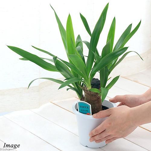 観葉植物）ユッカ 青年の木 1本立 4号（1鉢） : チャーム charm