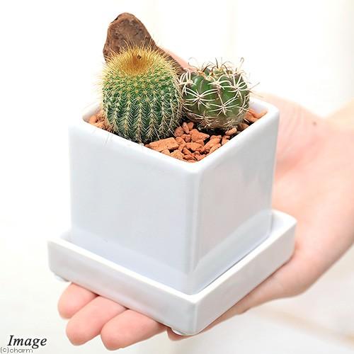 チャーム（charm） （多肉植物）サボテン2種寄せ植え 陶器鉢植え