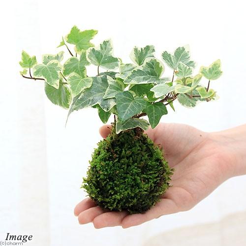 チャーム（charm） （観葉植物）苔玉 ヘデラ（アイビー） 品種おまかせ