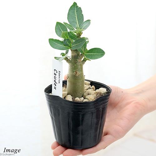 アデニウム ソマレンセ 観葉植物 塊根植物 ビザールプランツ 生活雑貨