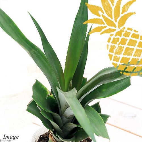 観葉植物 果樹苗 沖縄 パインアップル ３ ５号 ソフトタッチパイン １ポット 家庭菜園 人気ブランド多数対象