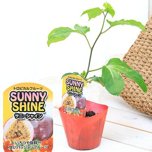 観葉植物 緑のカーテン 果樹苗 沖縄 パッションフルーツ サニーシャイン ３ ５号 １