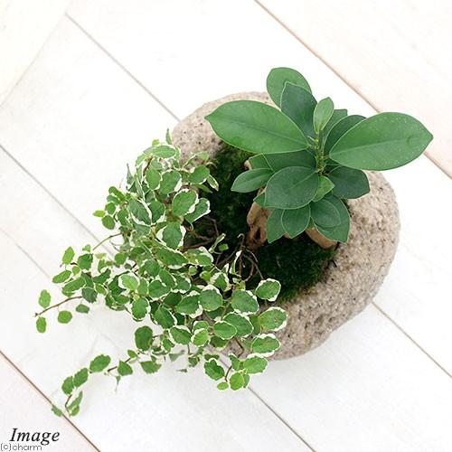 ガジュマル　中型 盆栽 苔付き チャーム（charm） （観葉植物）小さい インテリア 苔盆栽 ガジュマル