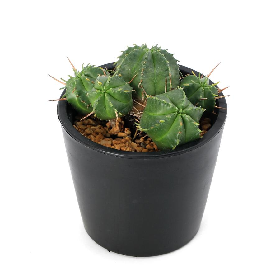 チャーム（charm） （多肉植物）ユーフォルビア メロフォルミス 3号