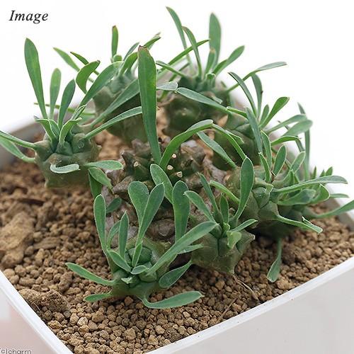 観葉植物 ユーフォルビア 峨眉山 ３号 １鉢 チャーム Charm Paypayモール店 通販 Paypayモール