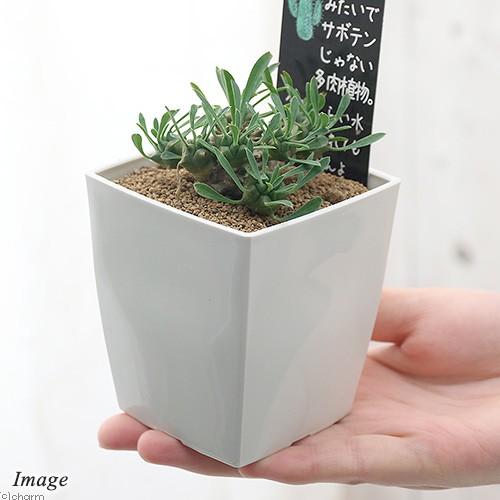 観葉植物 ユーフォルビア 峨眉山 ３号 １鉢 チャーム Charm Paypayモール店 通販 Paypayモール