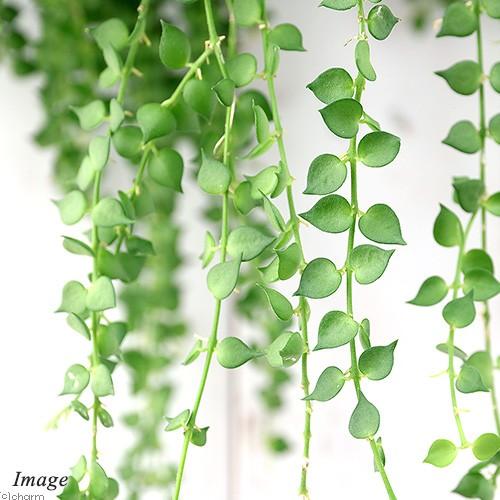 観葉植物 ディスキディア ルスキフォリア ミリオンハート ６号 １鉢 吊鉢タイプ 北海道冬季発送不可 チャーム Charm Paypayモール店 通販 Paypayモール