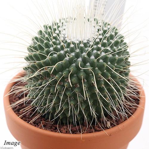 観葉植物 素焼鉢 サボテン マミラリア ピコ ３号 １鉢 供え