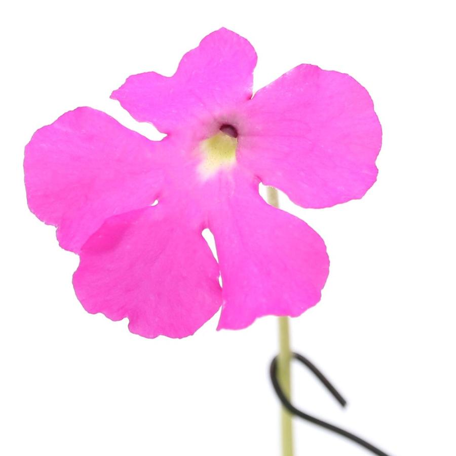 食虫植物 ムシトリスミレ ピンギキュラ スマイリングビューティ ３号 １鉢 Sonicacts Com