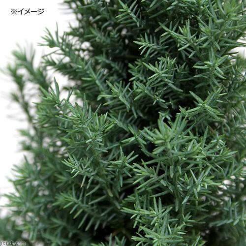観葉植物 コニファー シルバースター ３号 ５ポット チャーム Charm Paypayモール店 通販 Paypayモール