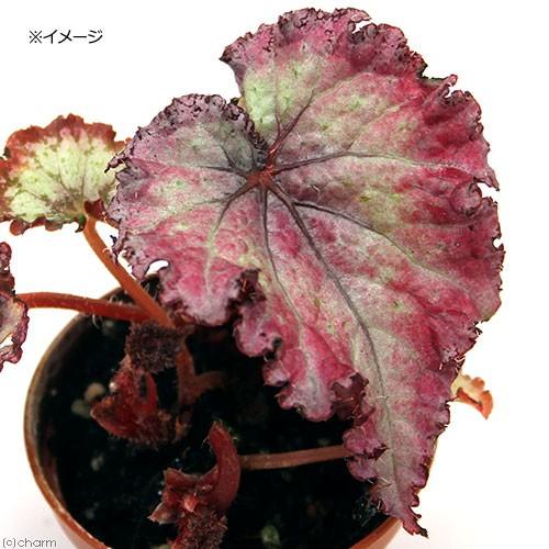観葉植物 レックスベゴニア レッドウイング ２号 １鉢 チャーム Charm Paypayモール店 通販 Paypayモール