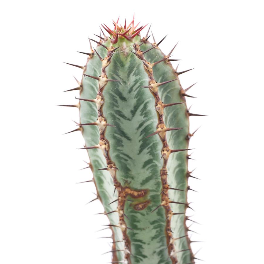 世界有名な 観葉植物 一点物 ユーフォルビア コンフィナリス ローデシア 木質化 ３ ５号 １鉢 ３６５３１４ 沖縄別途送料 Wantannas Go Id