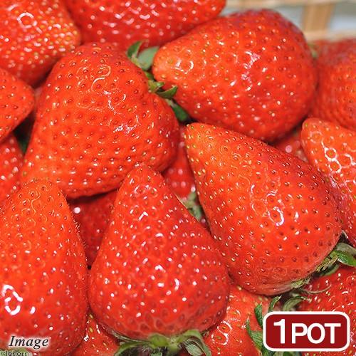 いちご 恋みのり フリー苗