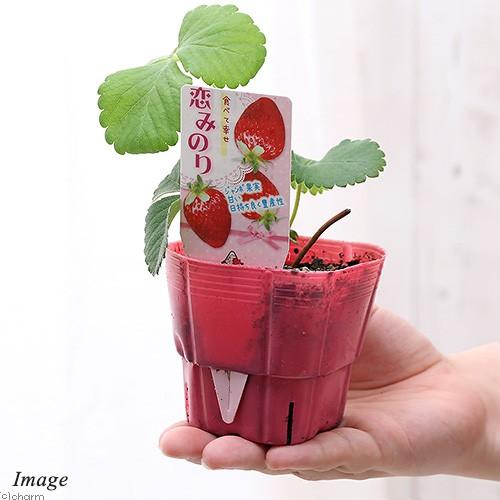観葉植物）野菜苗 イチゴ 恋みのり 3号（1ポット） 家庭菜園 いちご