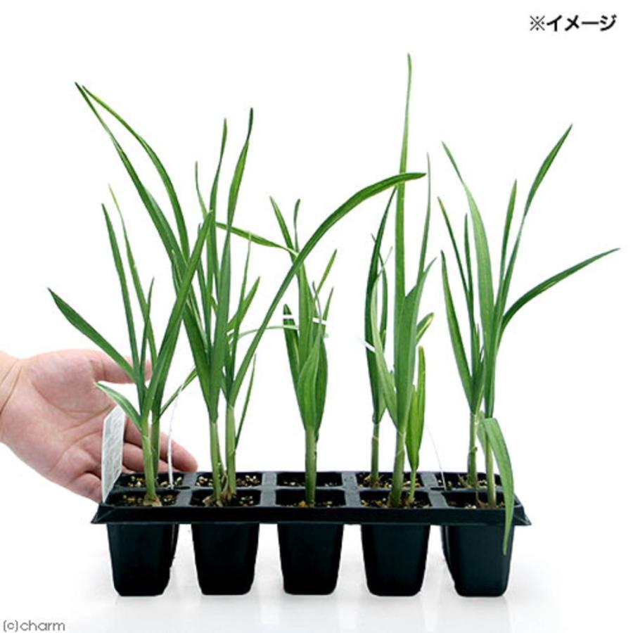 高価値 観葉植物 野菜苗 にんにく 上海種 １０株パック １セット 家庭菜園 Wantannas Go Id